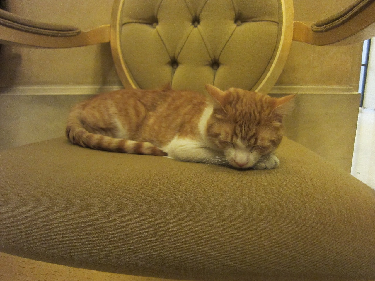 招き猫（笑）