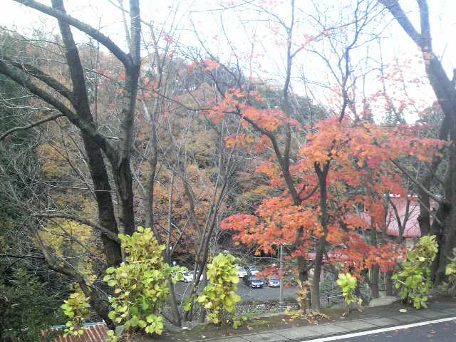 紅葉の写真です♪