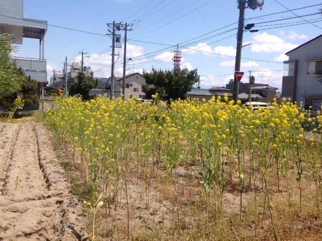 日差しが…