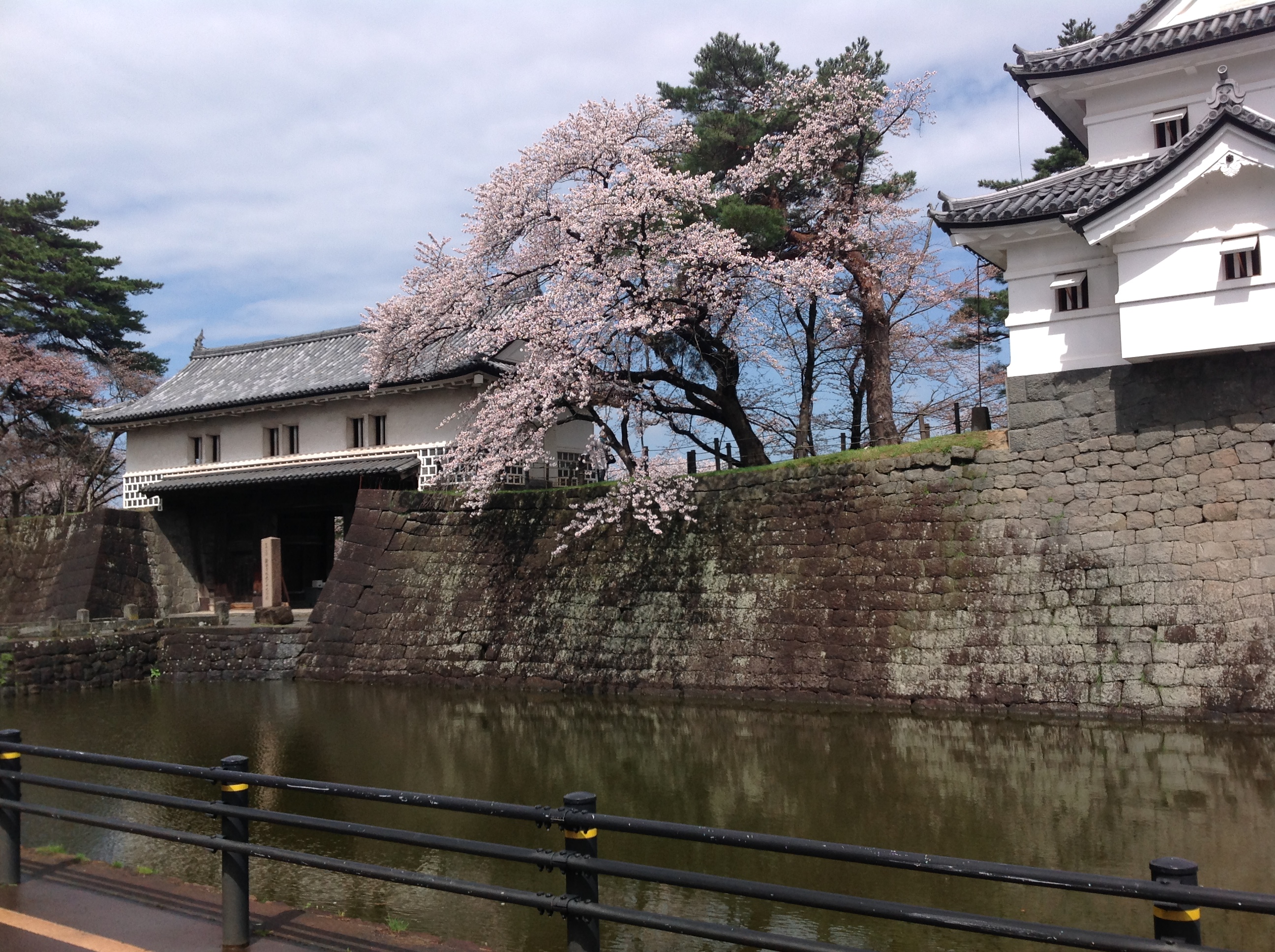 桜きれいですね