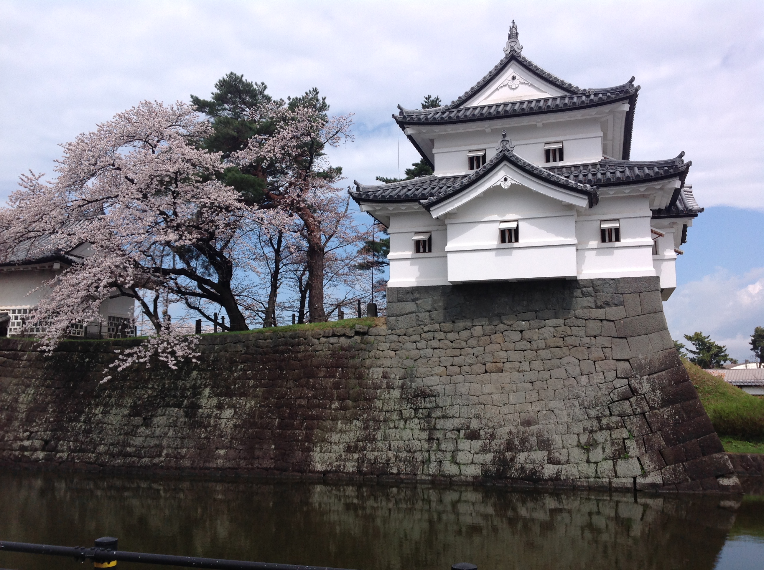 桜きれいですね