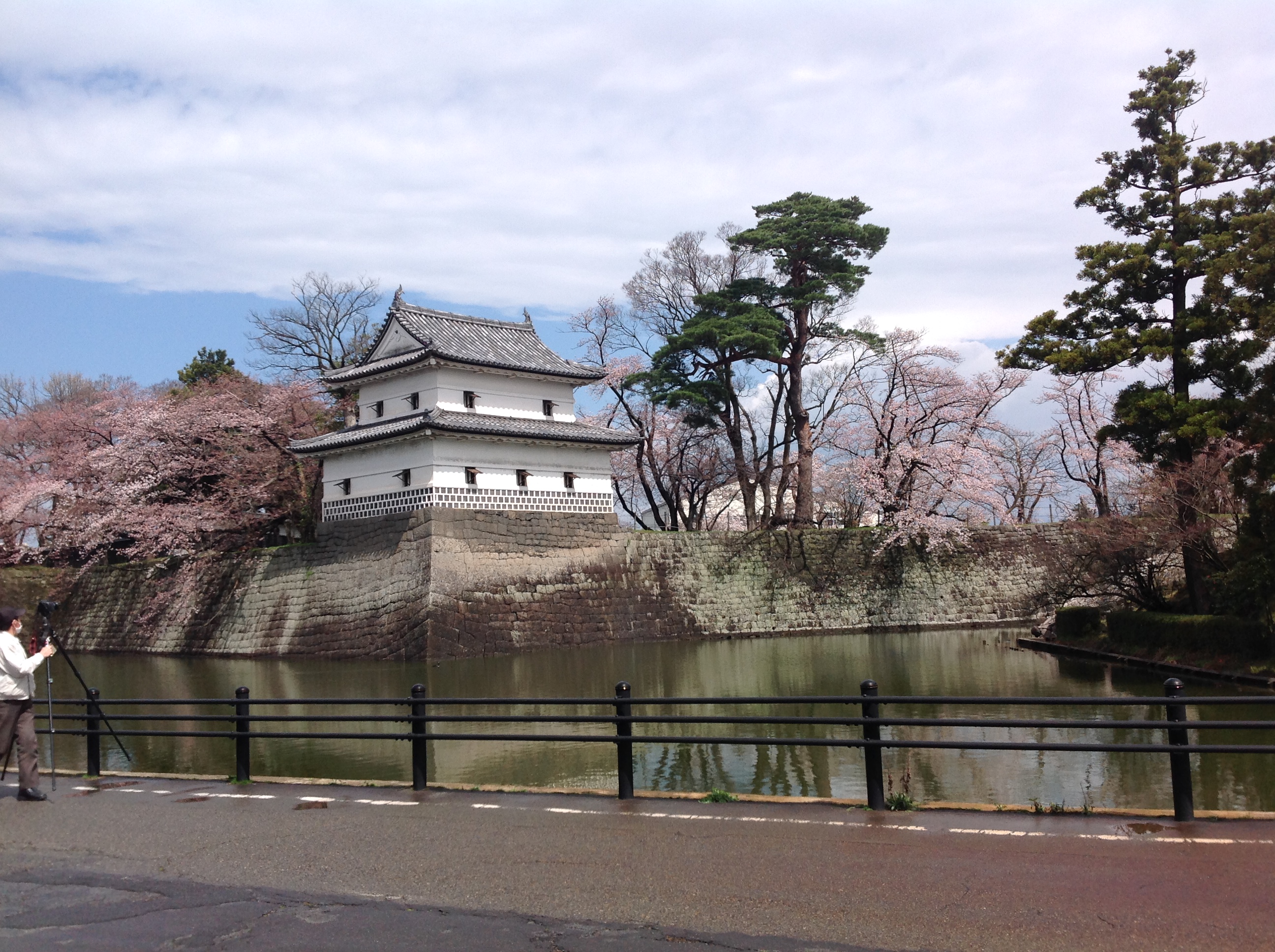 桜きれいですね