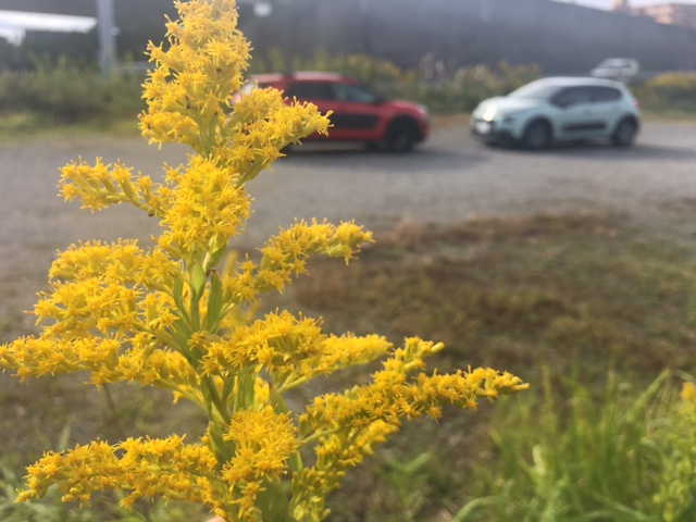 🌟🚘 シトロエンで走る 🚘🌟