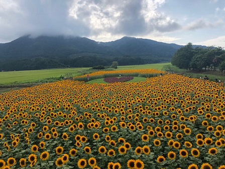 花は好きだけどそんなに一度に向かれても～新潟の夏2日目編～