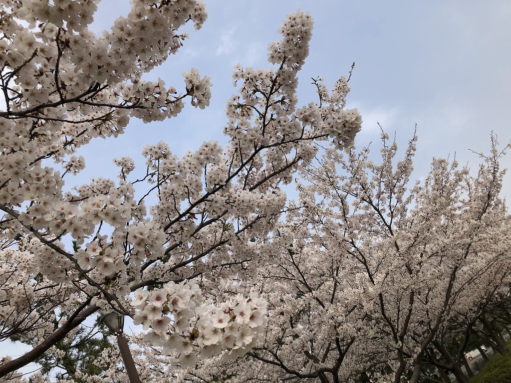 例年よりも早い開花でしたね