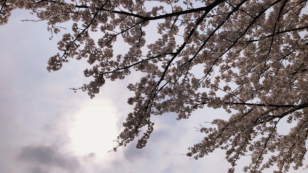 例年よりも早い開花でしたね