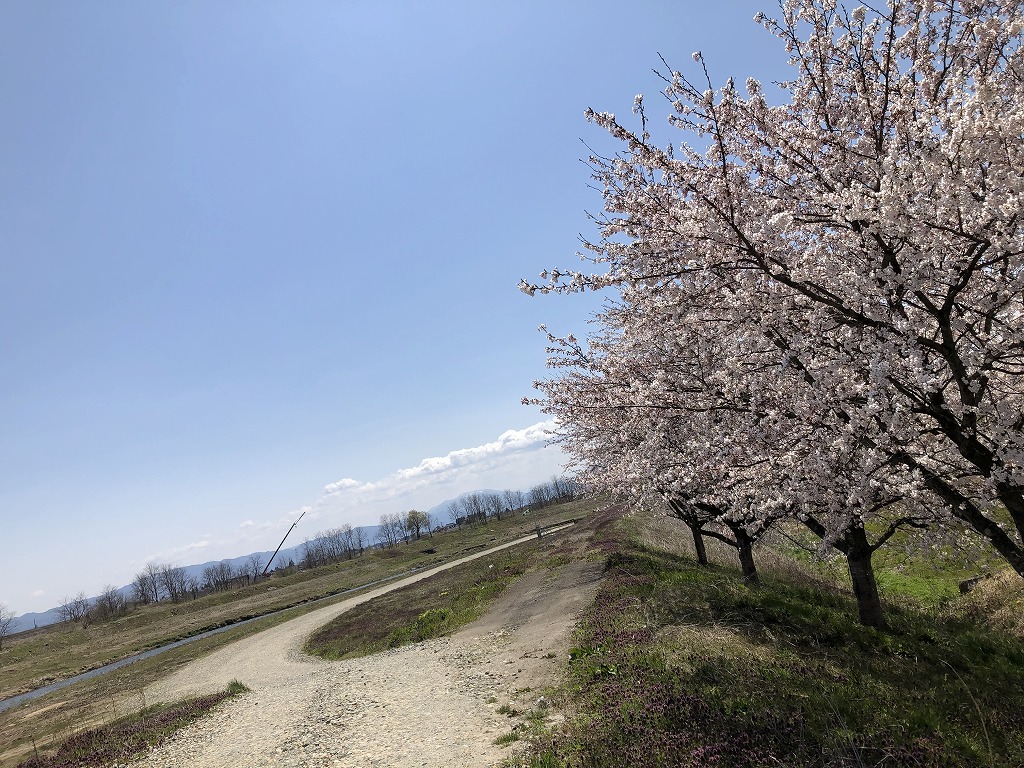 桜前線北上。新潟から福島へ。