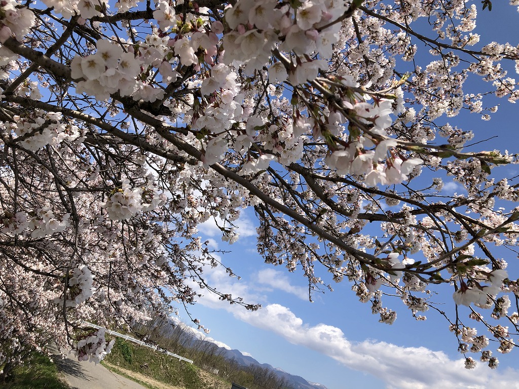 桜前線北上。新潟から福島へ。