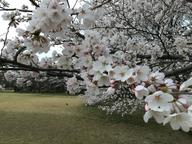 桜満開ですね。