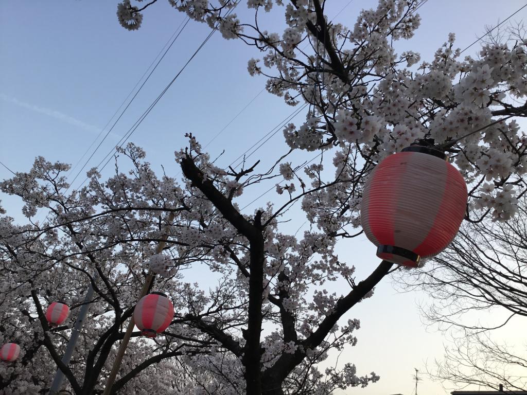 桜きれいですね