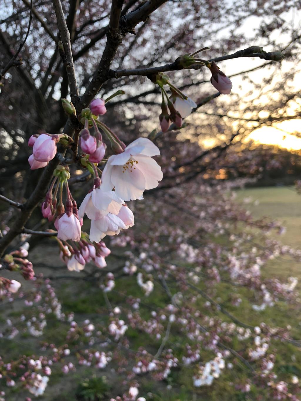 新潟に桜前線やって参りました