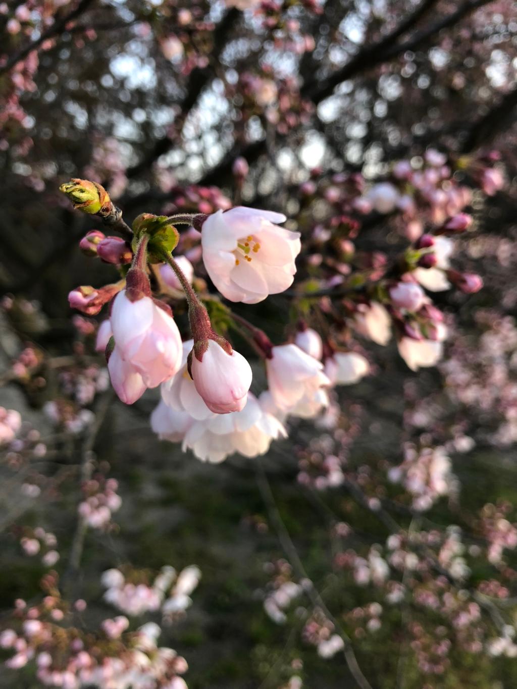 新潟に桜前線やって参りました