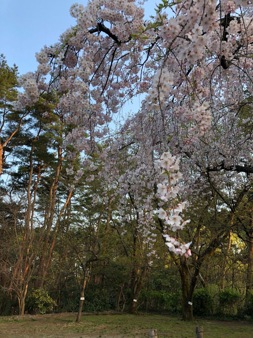 明日は定休日となります。