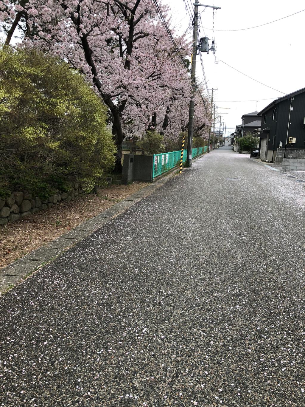 桜吹雪