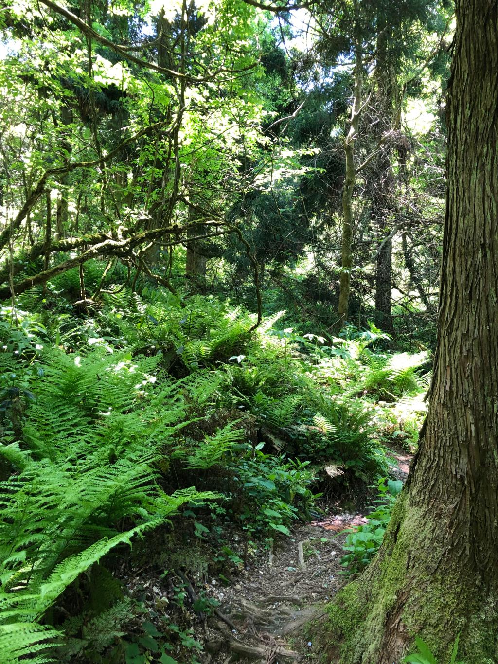 角田山へ。。