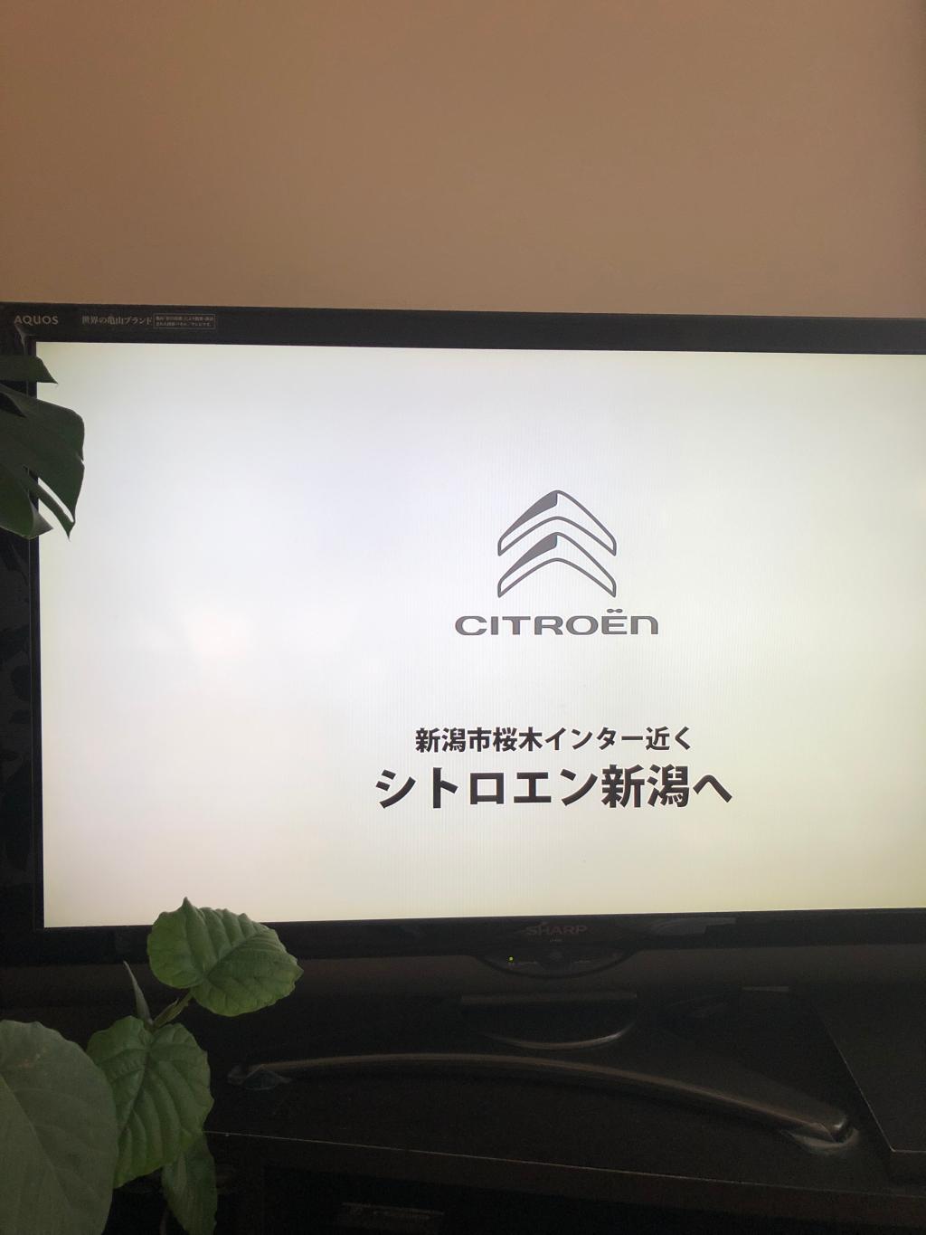 NST新潟総合テレビ『ごるビバ』ベルちゃん TVCM