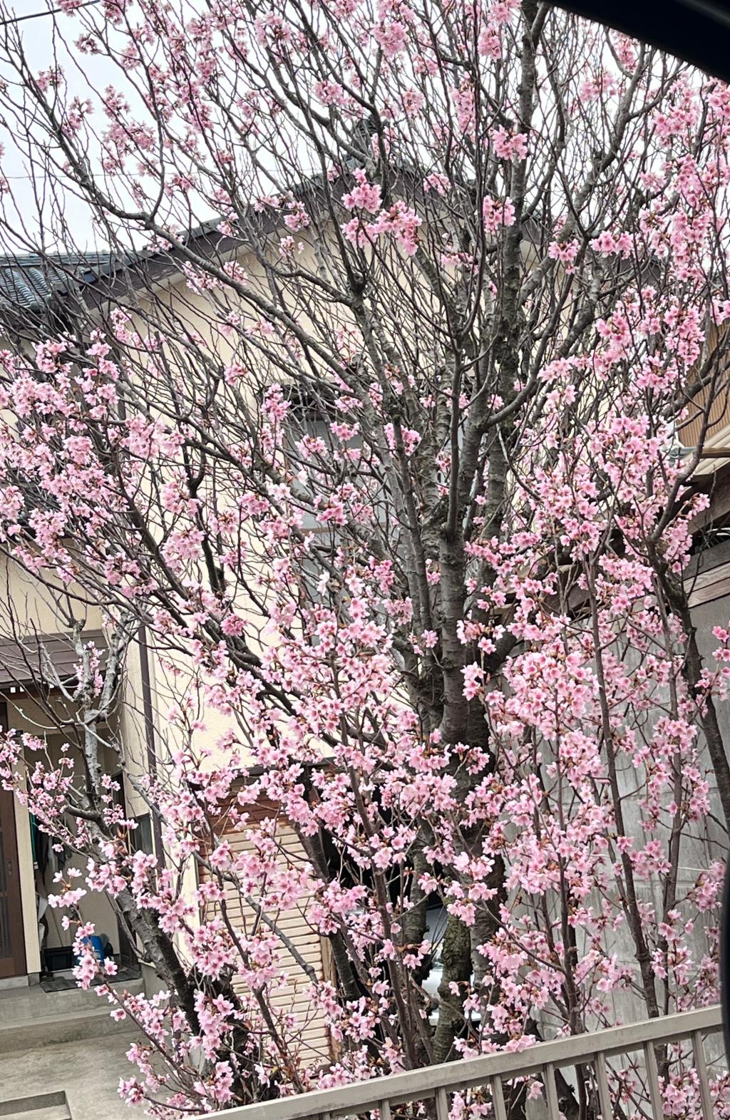 桜