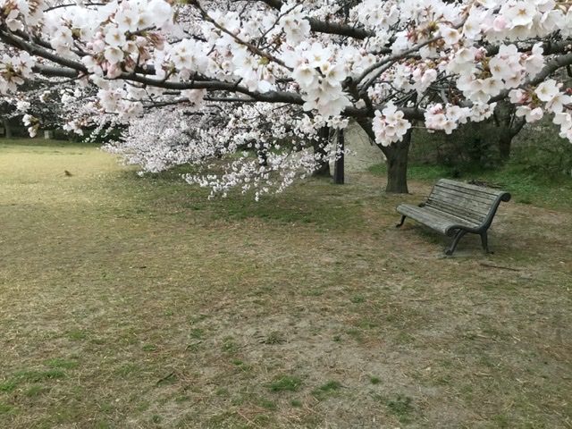 桜満開ですね。