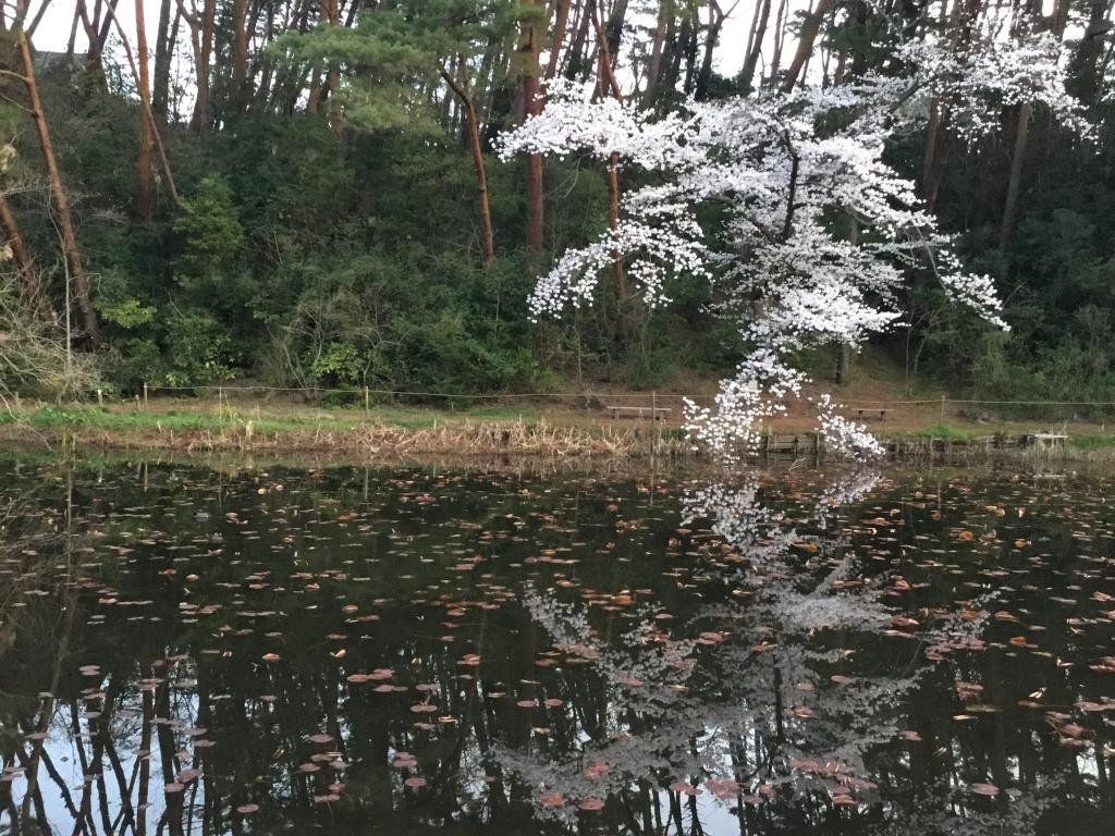 桜きれいですね