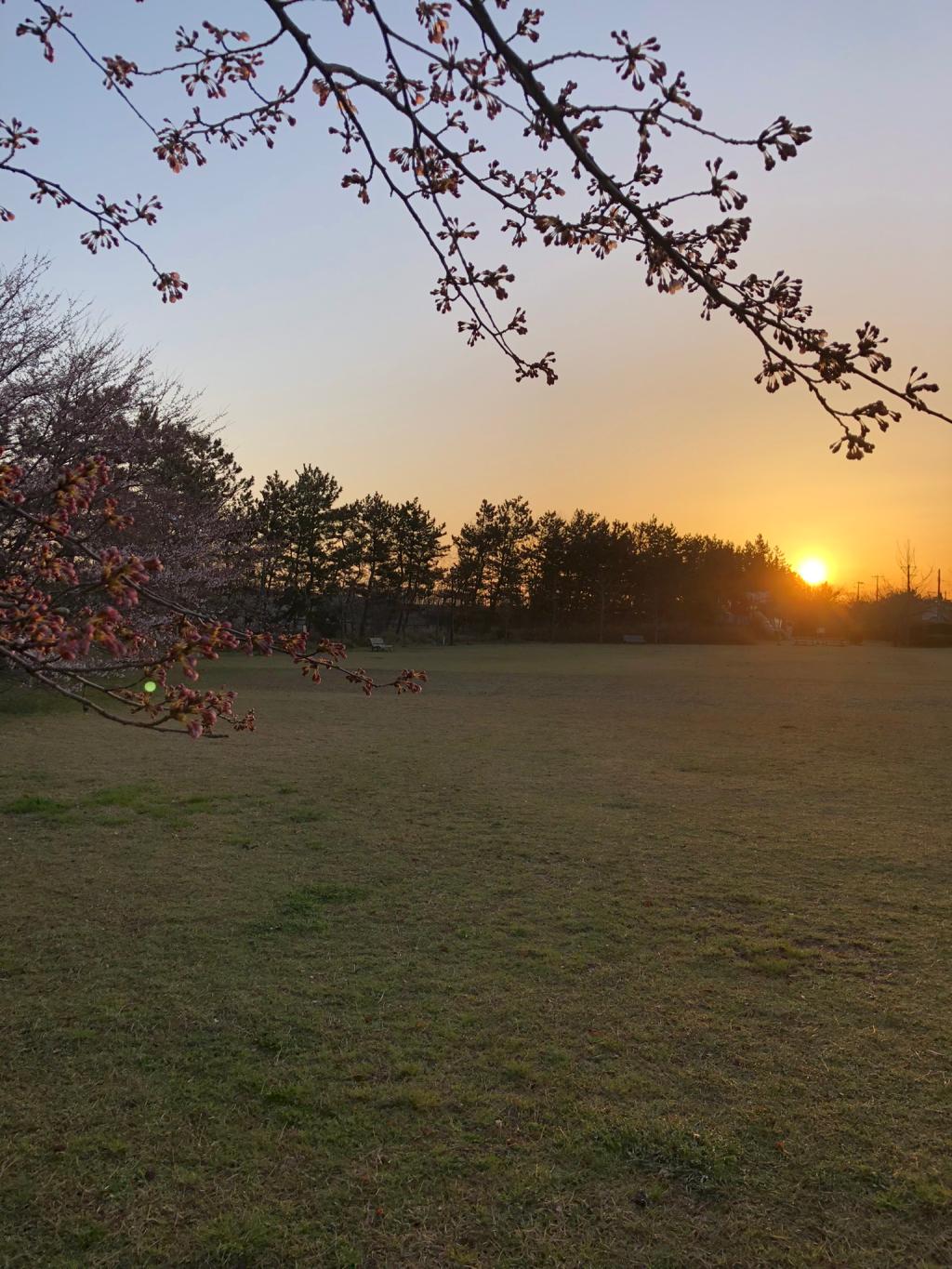 新潟に桜前線やって参りました