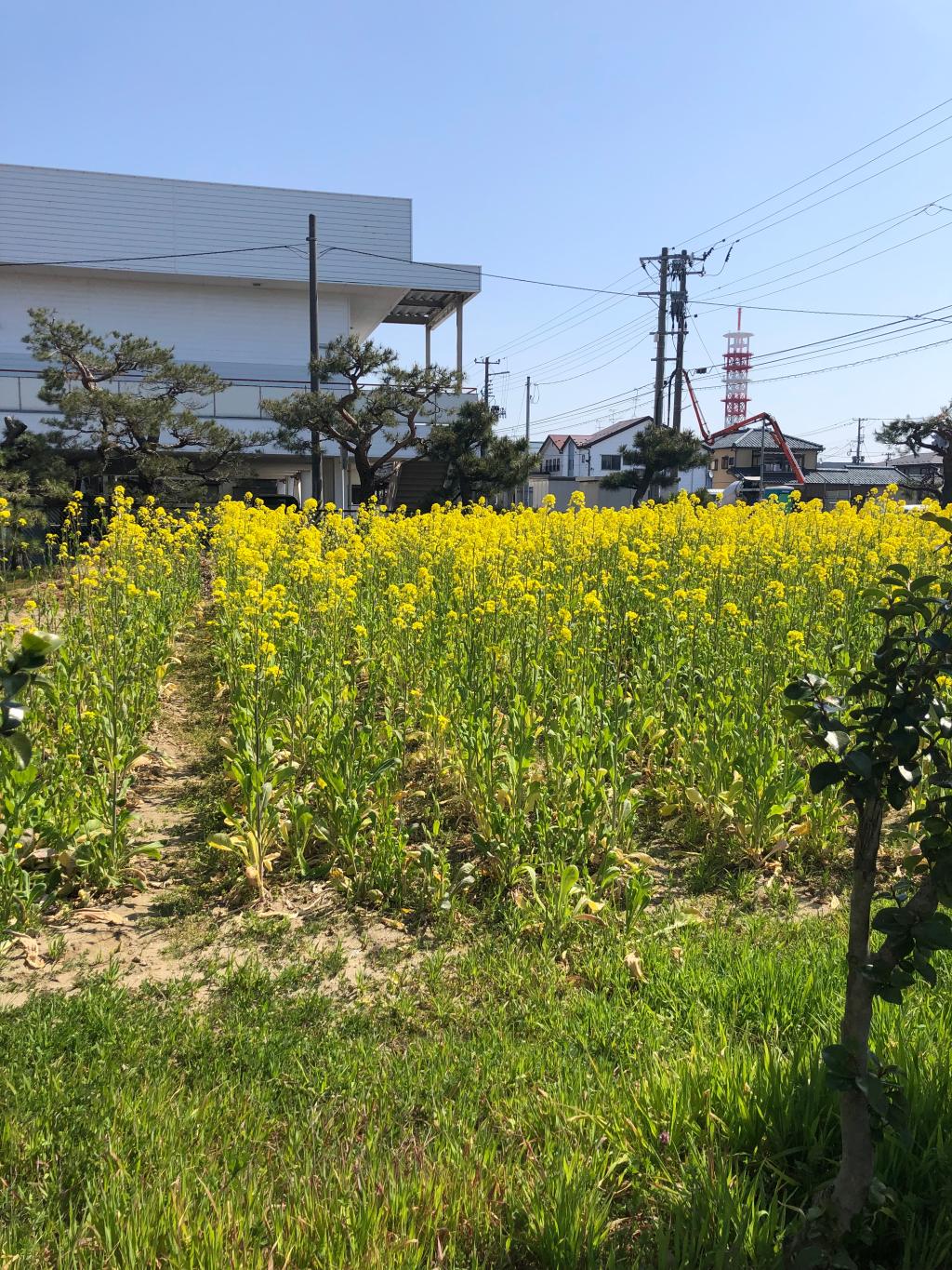 菜の花も。