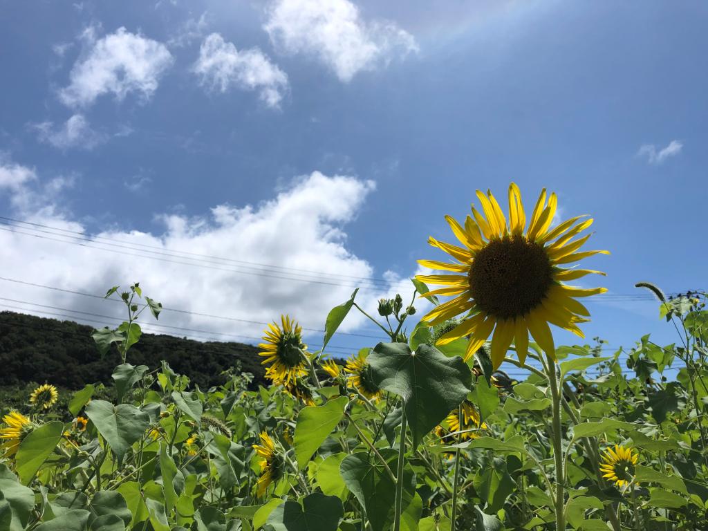 暑中お見舞い申し上げます。